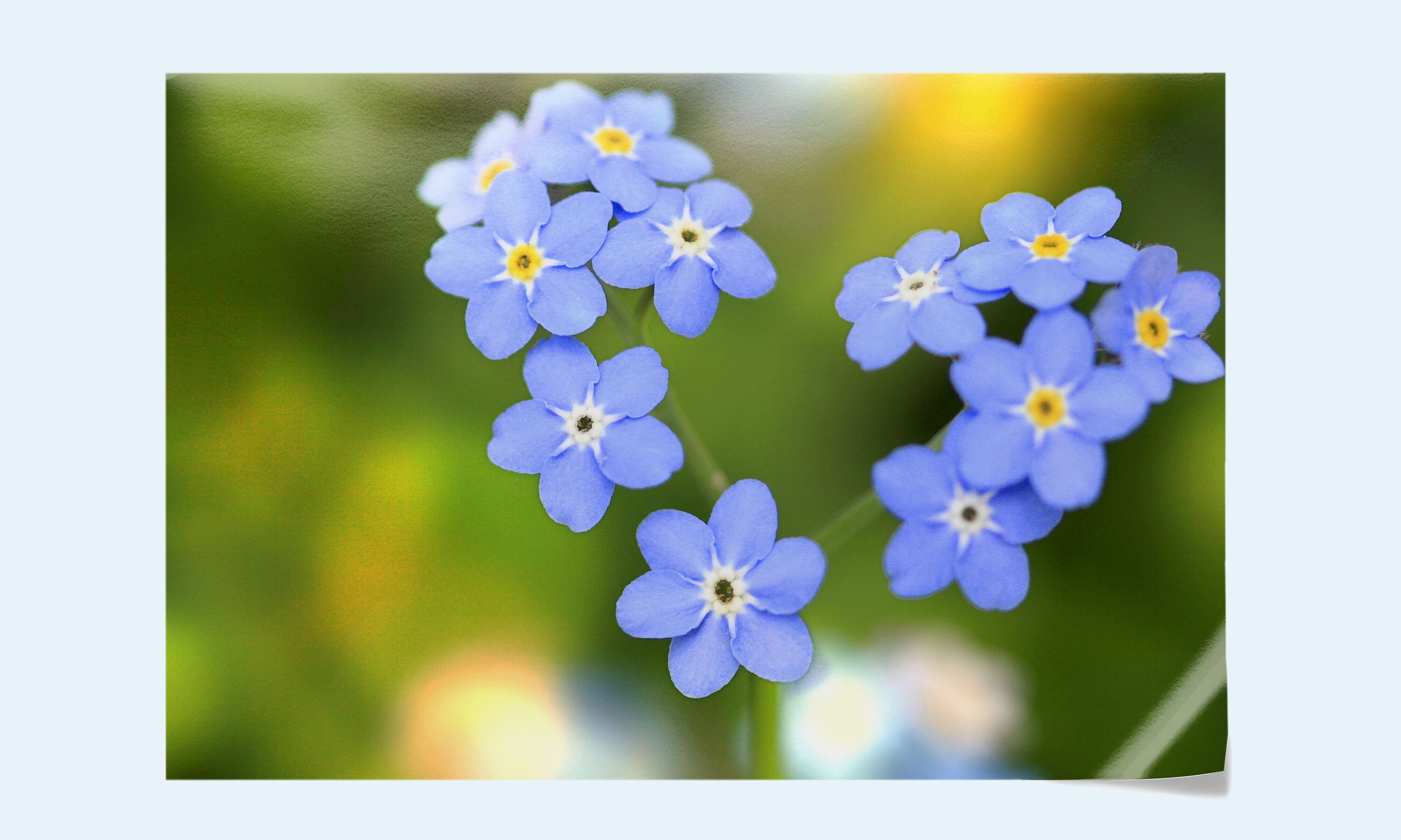 Premium Poster Perlmutt